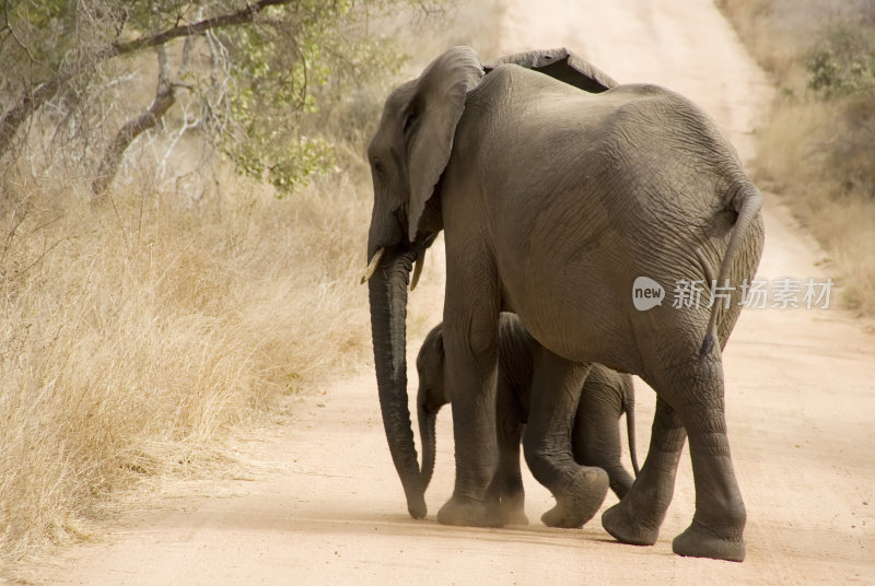 女,小非洲象(Loxodonta africana)过马路